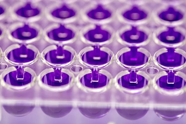 Laboratuvar / Çok kanallı pipet yükleme örneklerinde test için mikro plakaya 96 kuyuya biyolojik örnekler yükleyen çok kanallı pipet..