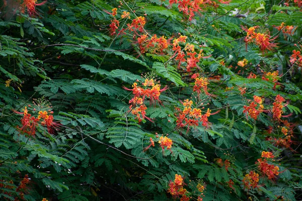Цветок Павлина Оранжевого Цвета Дворе Дома — стоковое фото