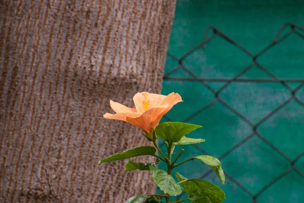 Shoeblack plant in the backyard with orange color flower