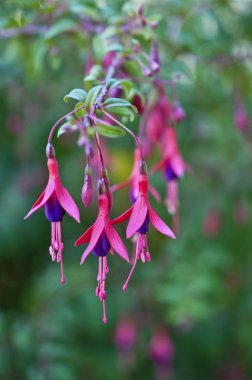 Makro görünümü ile Fuşya çiçekler