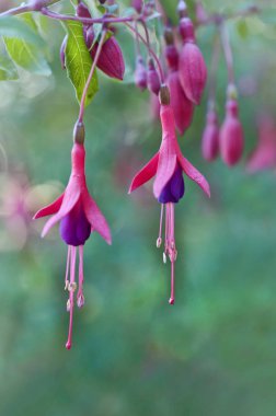 Makro görünümü daldan asılı Fuşya çiçeklerle
