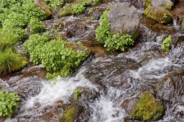 Vattnet Rusar Från Mount Shasta Mountain Över Mossiga Stenar Och — Stockfoto