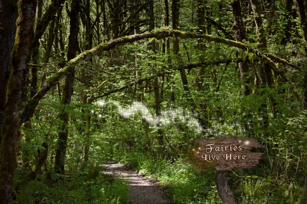 Feen Wald Auf Magischem Pfad Mit Leuchtenden Lichterketten Und Holzschild — Stockfoto