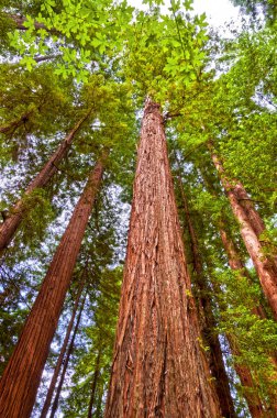 Tall Giant Redwood trees in Redwood National forest in Northern California clipart