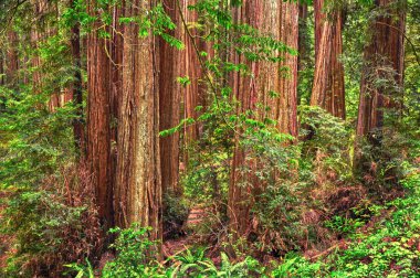 Sekoya ağacı orman içinde Redwood Milli Parkı, Humboldt, Kaliforniya