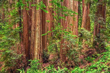 Redwood Tree Forest in Redwood National Park, Humboldt, California clipart