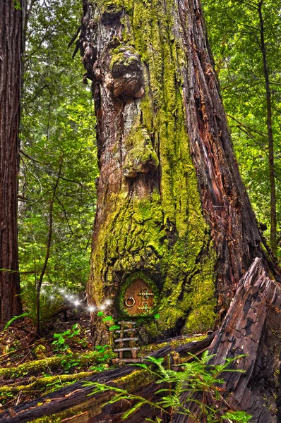 古老的苔藓红木树在森林与仙女门和发光的灯 — 图库照片