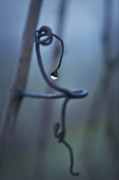 葡萄藤卷须关闭在雾蒙蒙的葡萄园与柔和的照明 — 图库照片
