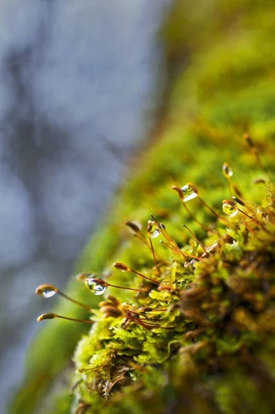 在苹果树枝上的森林里 用雨滴进行苔藓特写镜头 — 图库照片