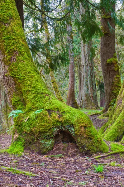 Mossy Tree Fairy Home Base Tree — Stock Photo, Image