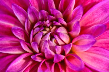 Makro görünümü ve merkezinde çiçek yaprakları ile Pembe Dahlia çiçek