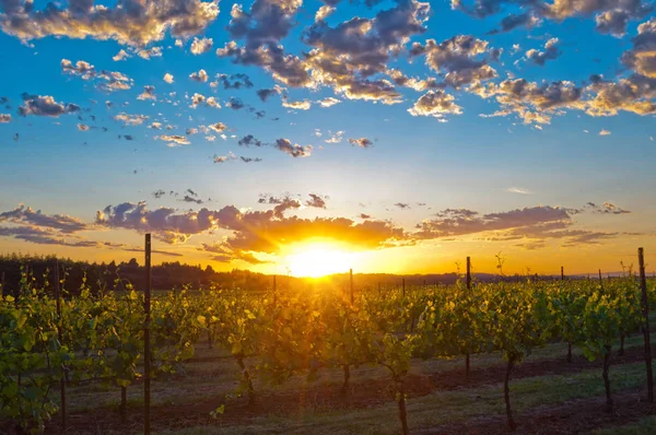 Zonsondergang Druiven Gaard Met Stralen Van Gouden Licht — Stockfoto