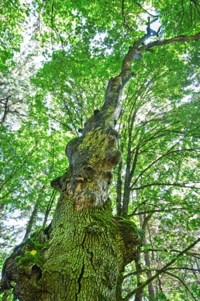 Dikey Perspektif Ile Ormanda Antik Akçaağaç Ağacı — Stok fotoğraf