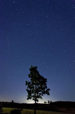 Ufukta ağaç ile derin mavi tonları yıldızlı gece gökyüzü
