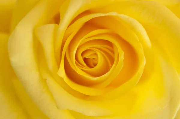 Gelbe Rosenblüte Mit Makro Nahsicht lizenzfreie Stockbilder