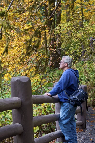 Senior man viewing fall autumn leaves in park after hiking along trail.