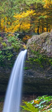 Silver Falls Park, Oregon 'da şelale. Parlak altın sonbahar renkleri var. Panoramik görünüm.