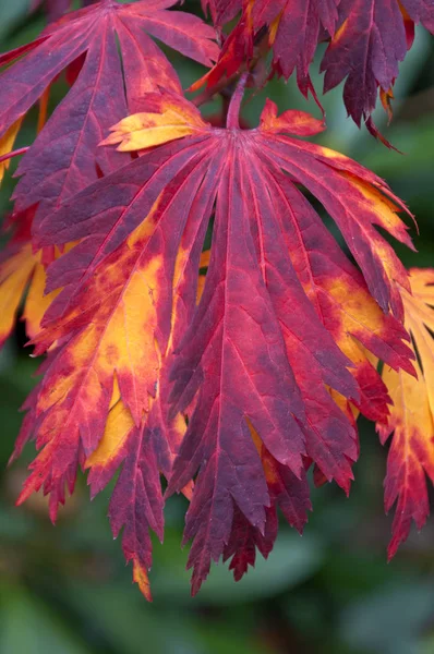 Japanese maple tree leaves with autumn fall colors closeup