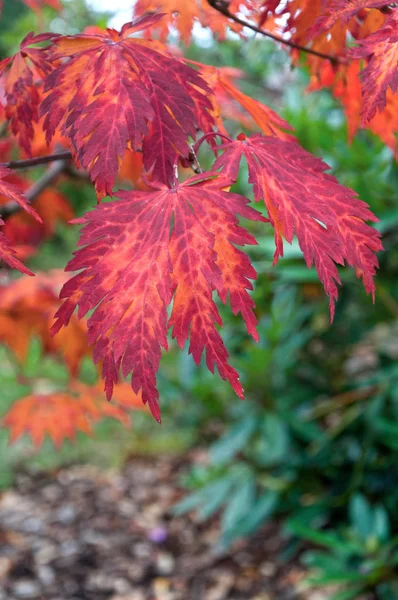 Japanese maple tree leaves with brilliant autumn fall colors closeup