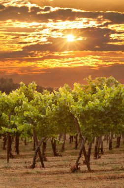 Üzüm bağında gün batımında altın ışıkla parlayan güneş. 