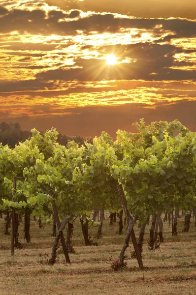 Pôr Sol Vinha Uva Com Labaredas Sol Luz Dourada — Fotografia de Stock