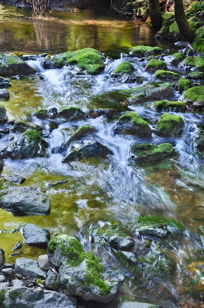 Mossiga Stenar Bäck Med Rinnande Vatten Muir Woods National Monument — Stockfoto