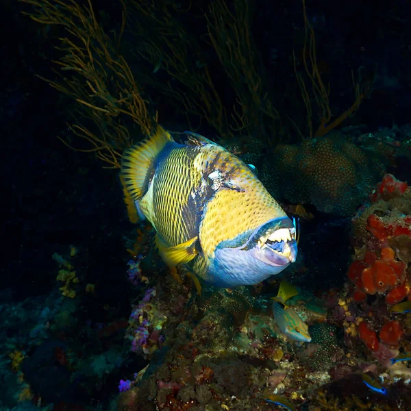 Photo Sous Marine Titan Trigger Fish Une Plongée Sous Marine — Photo