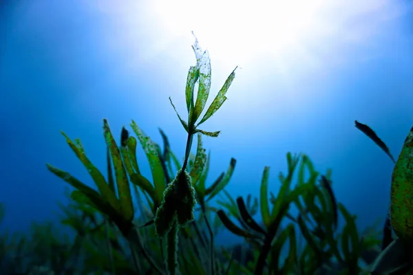 Onderwaterfoto Van Groene Plant Zonlicht Van Een Duik Rode Zee — Stockfoto