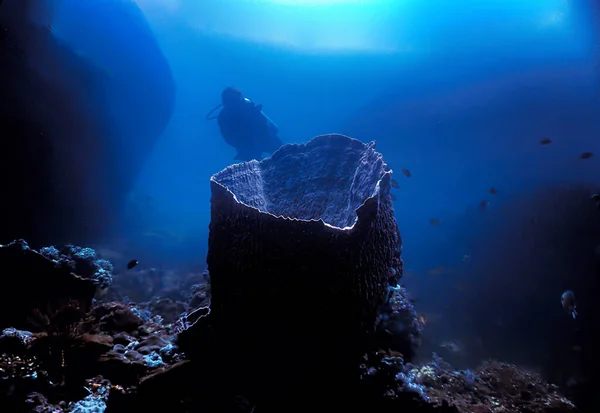 Science fiction underwater scenery like an egg from the movie Alien. Taken on a scuba dive around Koh Lipe in Thailand.