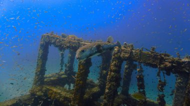 Komik ve şirin bir kirpi balığının sualtı fotoğrafı. Tayland 'daki Phi Phi Adaları' ndaki yapay resifte yapılan bir dalıştan..