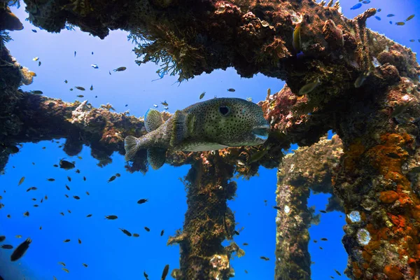 Underwater photo of a funny and cute Pufferfish. From a scuba dive at the artificial reef at Phi Phi Islands in Thailand.