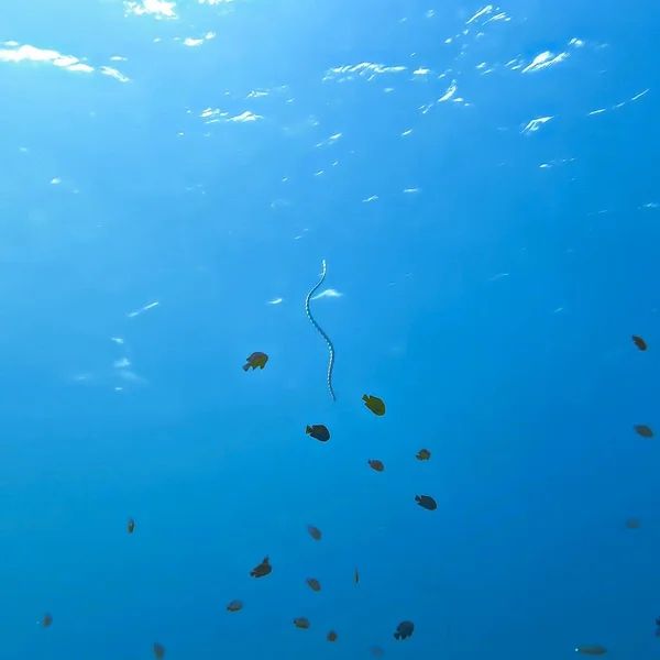 Underwater Photo Banded Sea Snake Scuba Dive Phi Phi Islands — Stock Photo, Image
