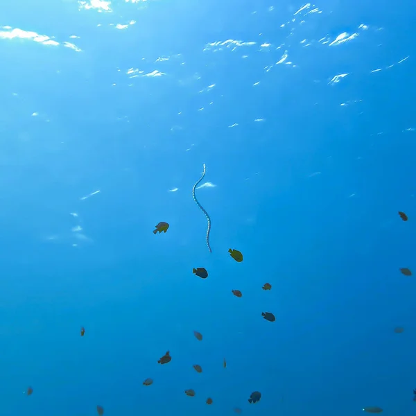 Tayland 'daki Phi Phi Adaları' nın etrafındaki bir tüplü dalışta bulunan bir deniz yılanının sualtı fotoğrafı.