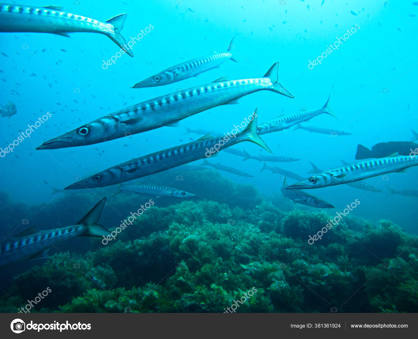 Små Barracudor Från Ett Dyk Vid Isla Hormigas Cabo Palos — stockfoto ©  johan.holmdahl41@gmail.com #381361924, image size:1600x1300