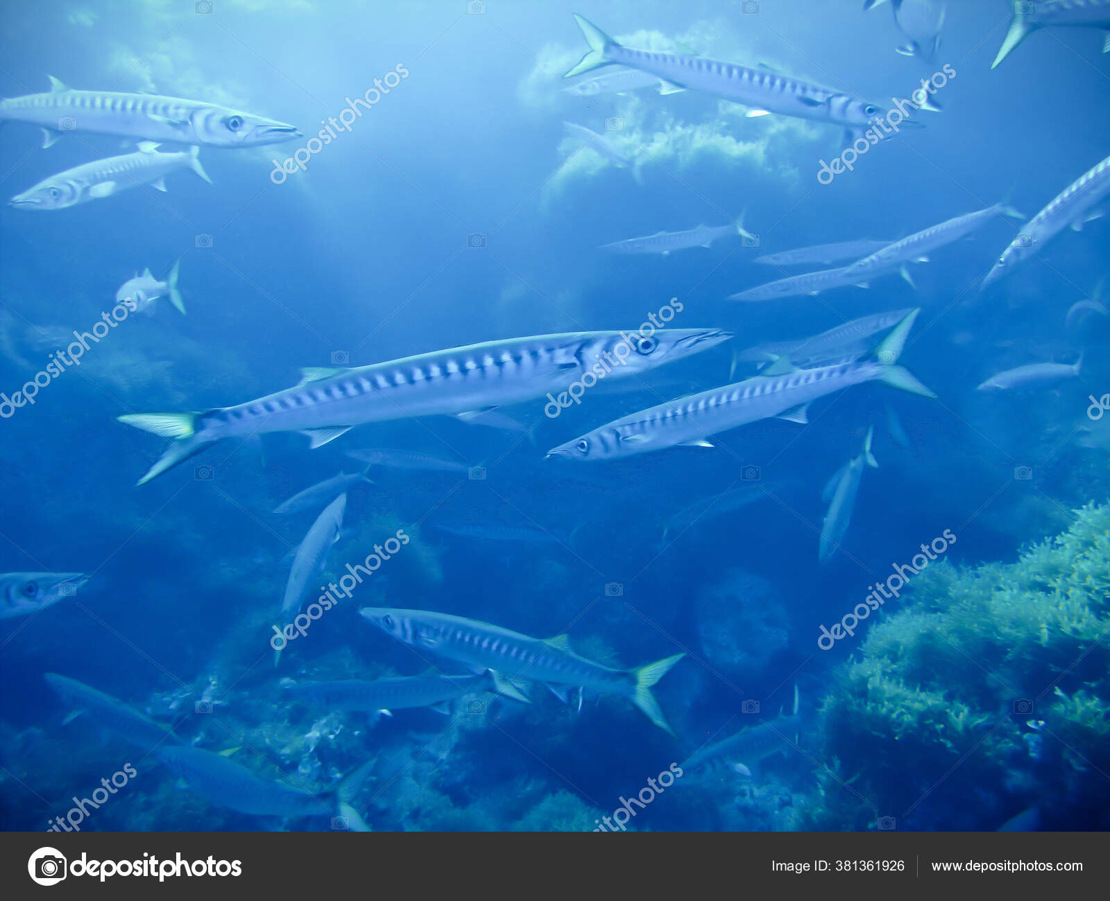 Små Barracudor Från Ett Dyk Vid Isla Hormigas Cabo Palos — stockfoto ©  johan.holmdahl41@gmail.com #381361926, image size:1600x1300