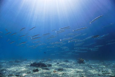 Gün ışığında küçük barakudalar okulu. Tayland 'daki Phi Phi Adaları' ndaki bir dalıştan..