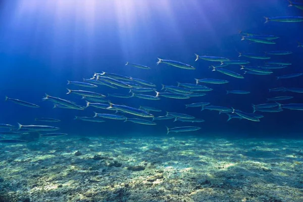 Escuela Pequeñas Barracudas Luz Del Sol Desde Buceo Las Islas — Foto de Stock