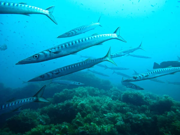Pequeñas Barracudas Desde Buceo Isla Hormigas Cabo Palos España — Foto de Stock