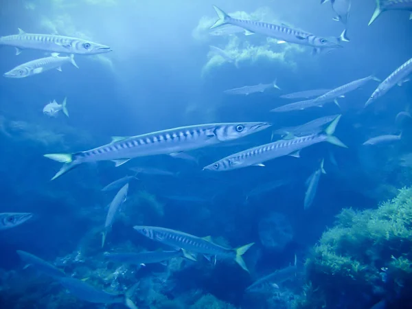 Des Petits Barracudas Une Plongée Sous Marine Isla Hormigas Cabo — Photo