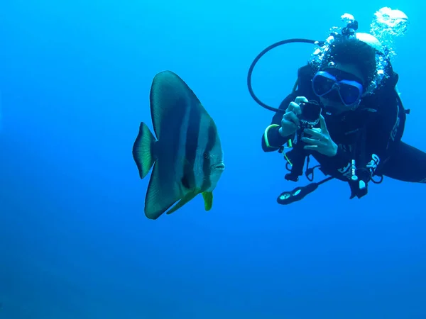 Underwater Photo Beautiful Batfish Scuba Diver Scuba Dive Similan Islands — Stock Photo, Image