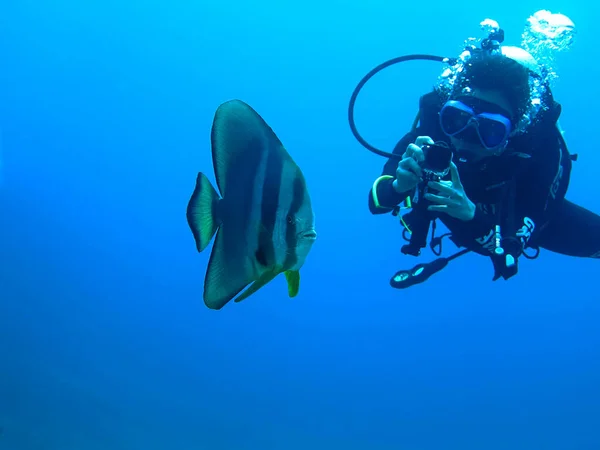Güzel bir yarasa balığı ve dalgıcın sualtı fotoğrafı. Tayland 'daki Similan Adaları' ndaki bir dalıştan.. 