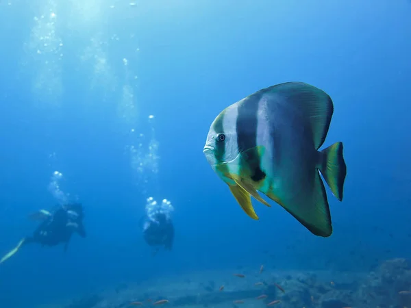 Foto Subaquática Belo Batfish Mergulhadores Mergulho Nas Ilhas Similares Tailândia — Fotografia de Stock