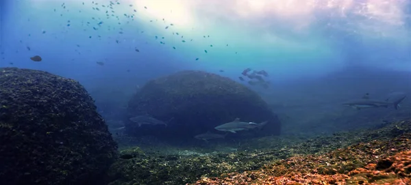 Underwater Photo Black Tip Reef Sharks Scuba Dive Phi Phi — Stock Photo, Image