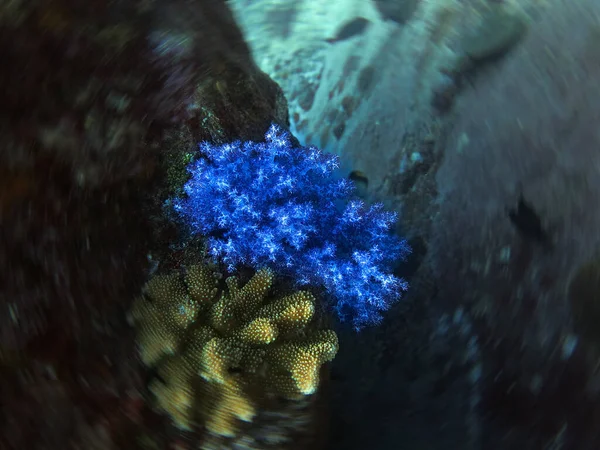 Foto Subaquática Coral Azul Macio Mergulho Nas Ilhas Similares Tailândia — Fotografia de Stock