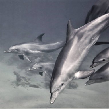 Vahşi şişe burunlu yunuslar. Mısır 'daki Kızıl Deniz' deki bir dalıştan..