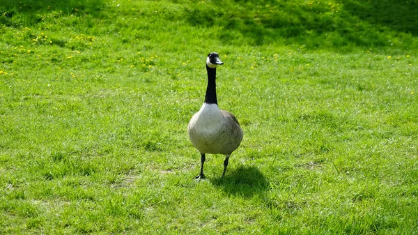 Ganso Selvagem Canadá Suécia — Fotografia de Stock