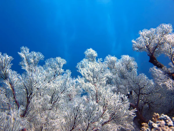 Renkli yumuşak mercanların sualtı fotoğrafı. Tayland 'daki Similan Adaları' ndaki bir dalıştan..