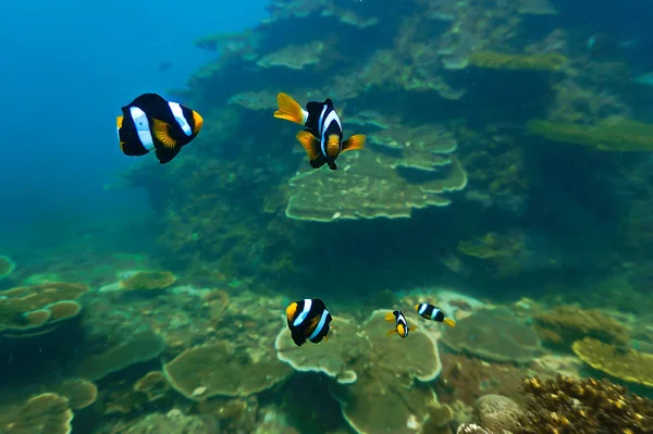 Peixe Palhaço Recife Coral Mergulho Largo Costa Aonang Krabi Tailândia — Fotografia de Stock