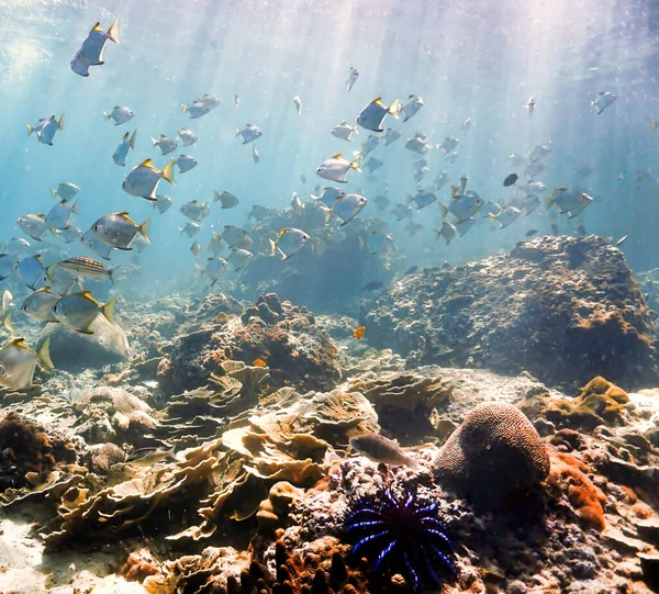 Mercan resifindeki tropikal balıkların sualtı fotoğrafı. Tayland 'daki Phi Phi Adaları' ndaki bir dalıştan.. 