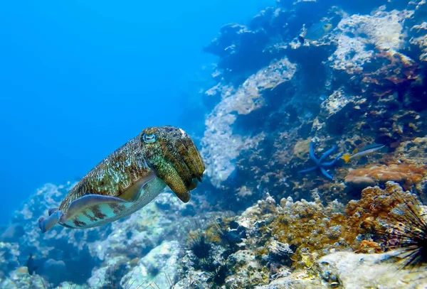 Foto Subacquea Seppie Immersione Subacquea Alle Isole Phi Phi Thailandia — Foto Stock
